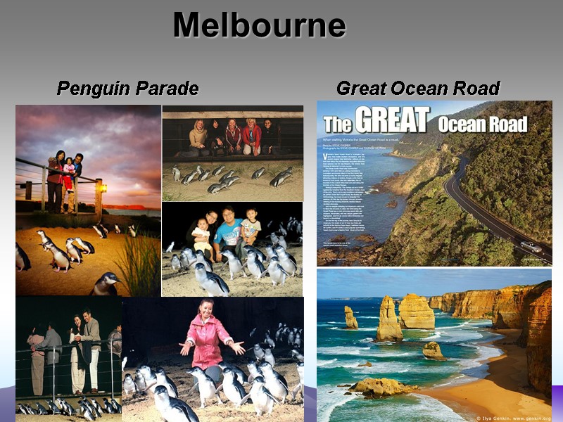 Melbourne Penguin Parade Great Ocean Road